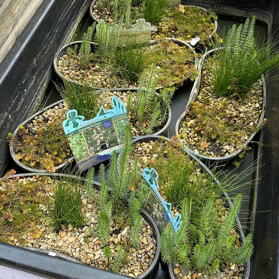 Pond Plants Oxygenator Contour Basket 8L