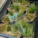 Pond Plants Oxygenator Contour Basket 8L