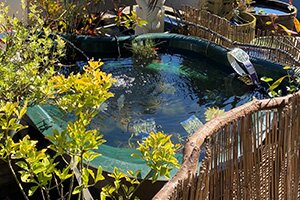 Pond Equipment & Plants