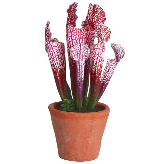 Pot of Faux Pink Sarracenia 