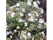 Potentilla Double Punch Pastel