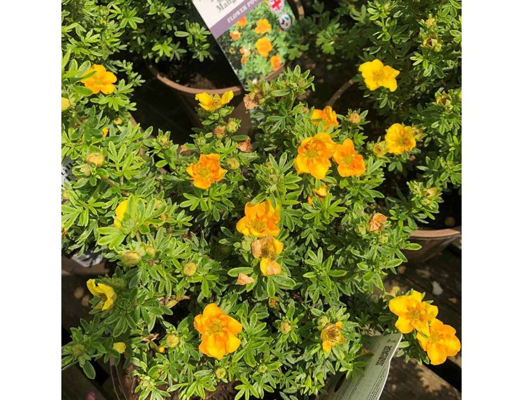 Potentilla Mango Tango