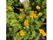 Potentilla Mango Tango
