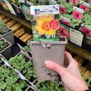 Potentilla Tonguei