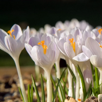 Pre-Packs - Crocus
