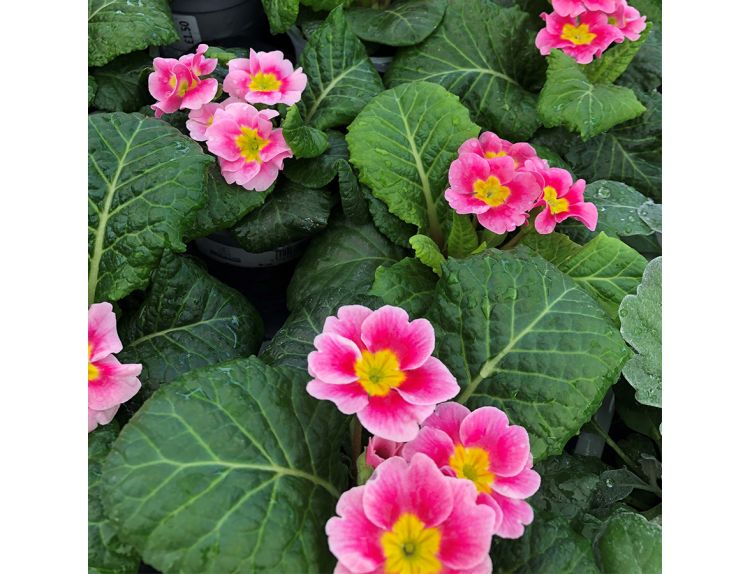 Primrose Appleblossom 9cm pot