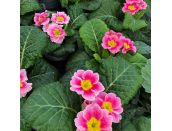 Primrose Appleblossom 9cm pot