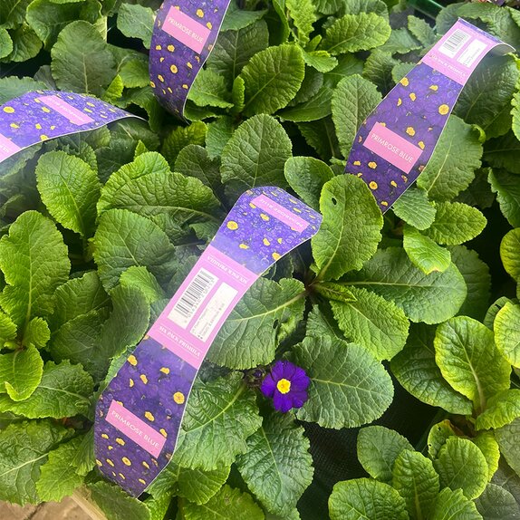 Primrose Blue 6pk