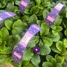 Primrose Blue 6pk