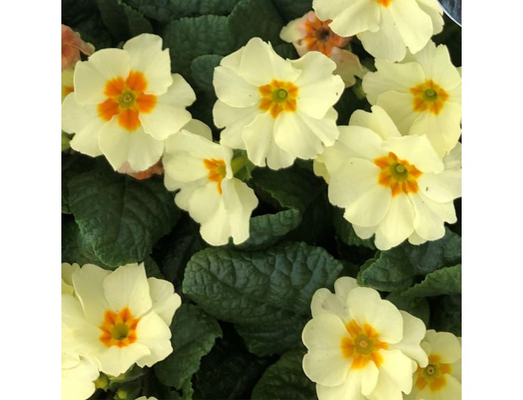 Primrose Everlast 9cm pot