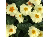 Primrose Everlast 9cm pot