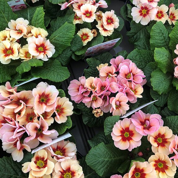 Primrose Jupiter Champagne 1 litre pot