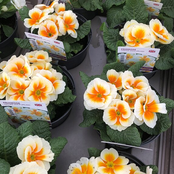 Primrose Jupiter Gold Splash 1 litre pot