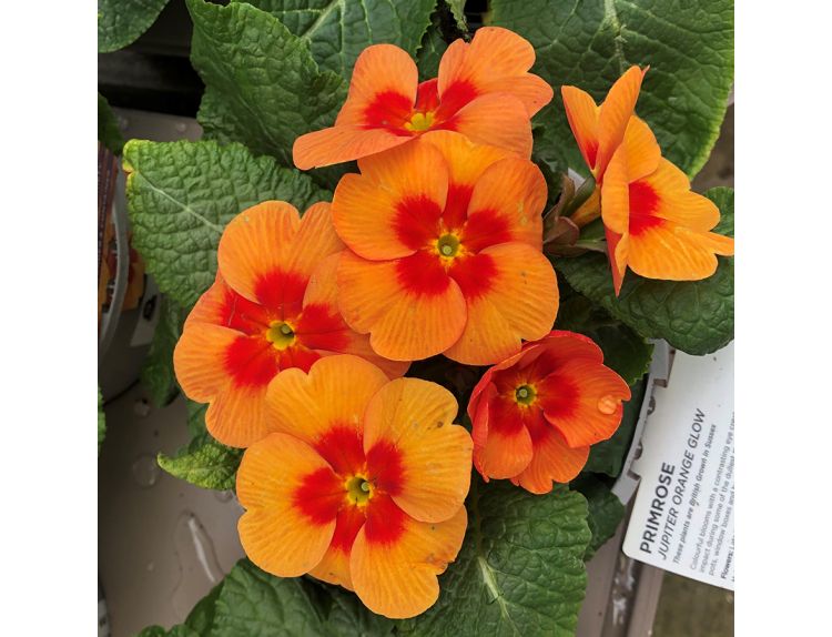 Primrose Jupiter Orange Glow 1 litre pot