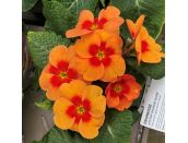 Primrose Jupiter Orange Glow 1 litre pot