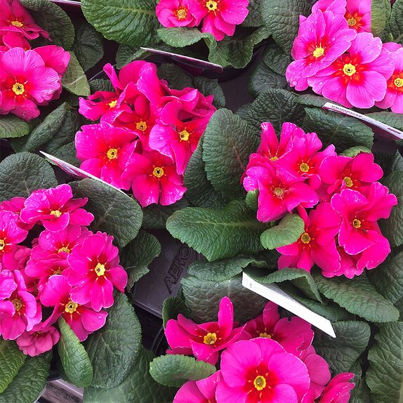Primrose Jupiter Rose with Red Eye 1 litre pot