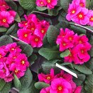 Primrose Jupiter Rose with Red Eye 1 litre pot