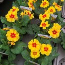 Primrose Jupiter Yellow with Red Eye 1 litre pot