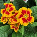 Primrose Marietta 1 litre pot