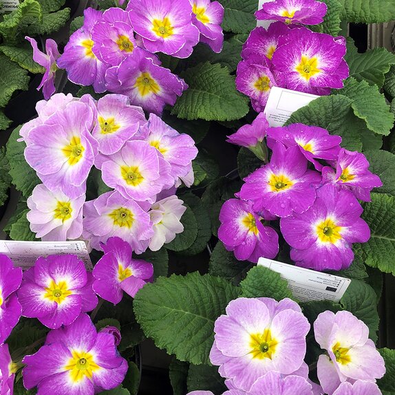 Primrose Milkshake 1 litre pot