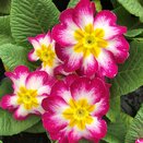 Primrose Purple Bicolour 9cm pot