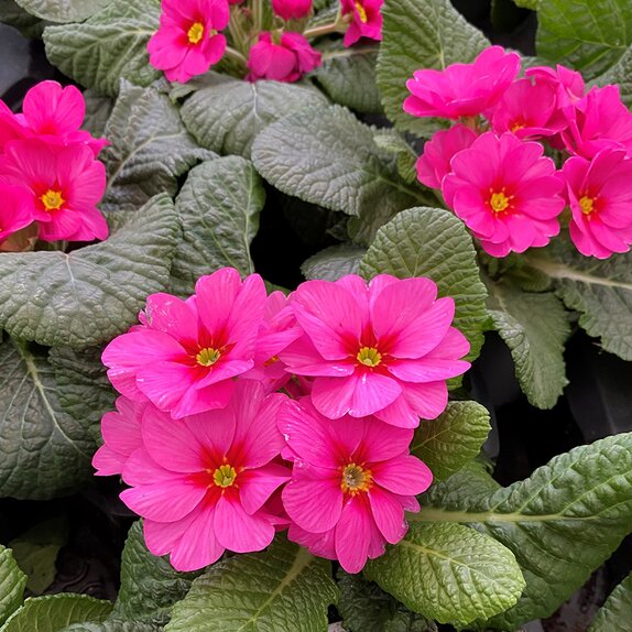 Primrose Raspberry