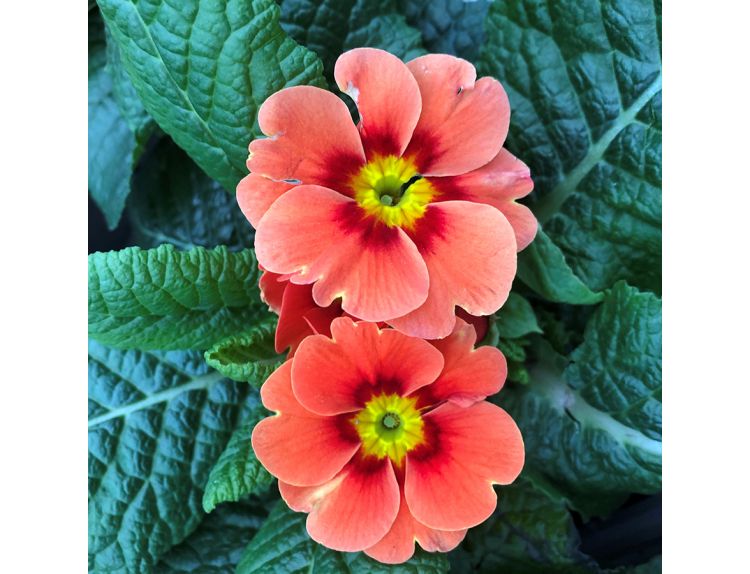 Primrose Ringostar Orange Red 9cm pot