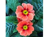 Primrose Ringostar Orange Red 9cm pot