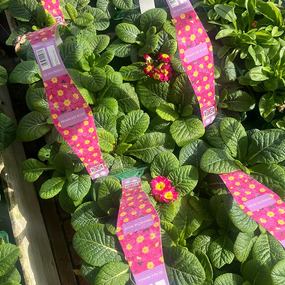 Primrose Rose 6pk
