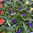 Primrose Rosebud Crocus Blue