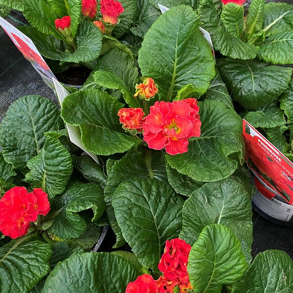 Primrose Rosebud Red Shades