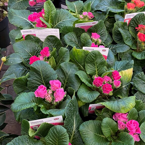 Primrose Rosebud Rose Shades