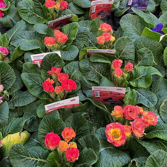 Primrose Rosebud Salmon Orange