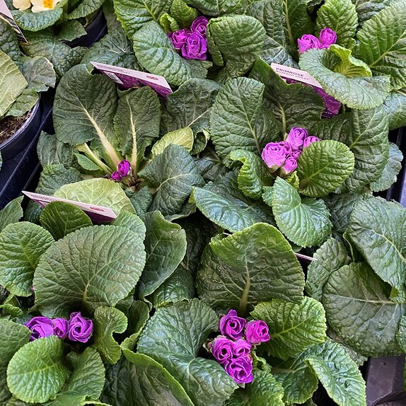 Primrose Rosebud Violet