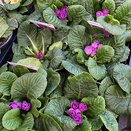 Primrose Rosebud Violet