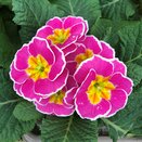 Primrose Sparkly Pink 9cm pot