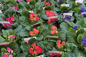 Primrose Special Offer