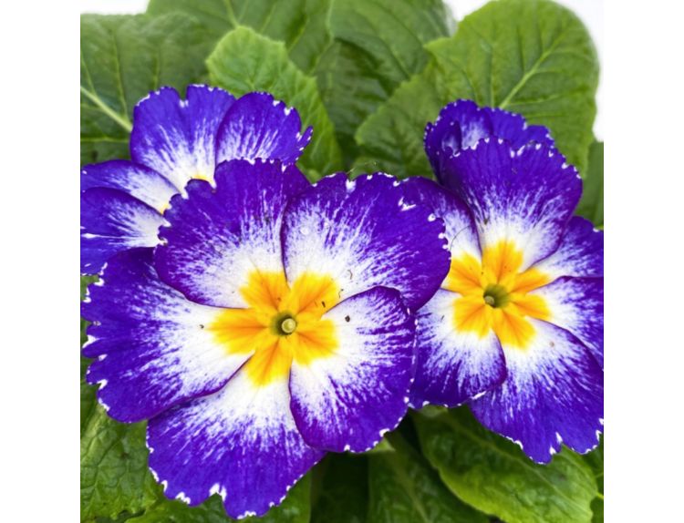 Primrose Starflame Blue 9cm pot