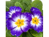 Primrose Starflame Blue 9cm pot