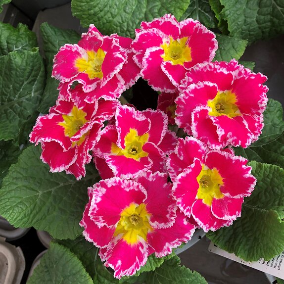 Primrose Sweetie 1 litre pot