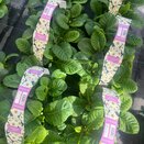 Primrose White 6pk