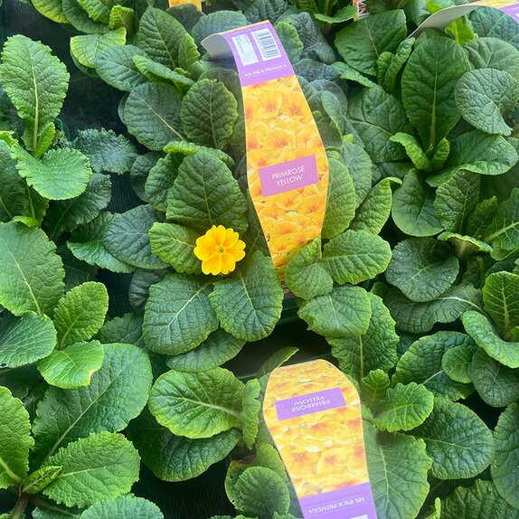 Primrose Yellow 6pk