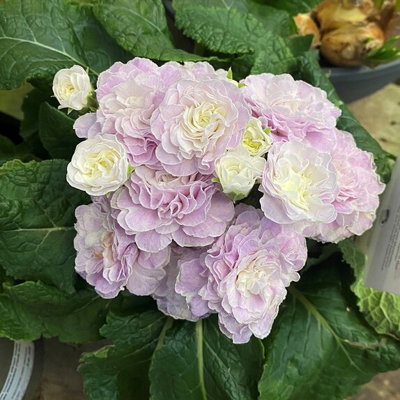Primula Belarina Pink Ice - Knights Garden Centres
