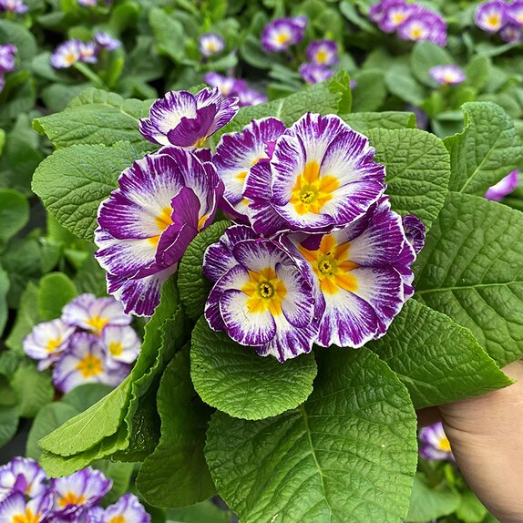 Primula Starflame Violet - image 1