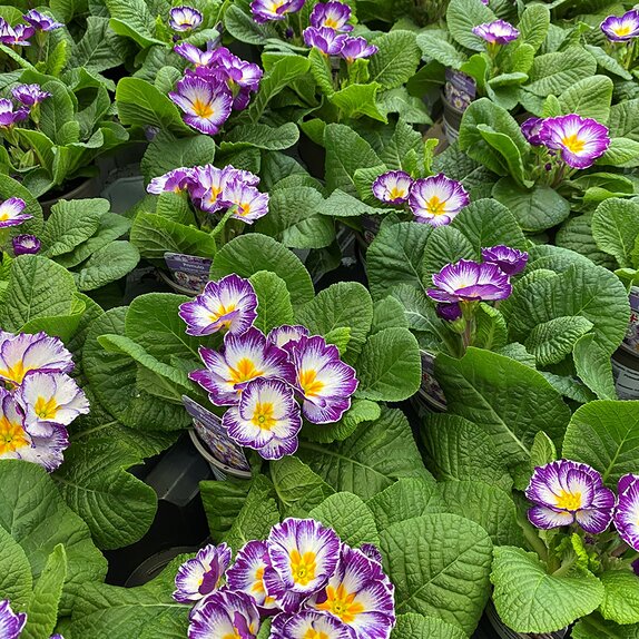 Primula Starflame Violet - image 2