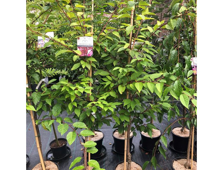 Prunus Candy Floss (Syn. Matsumae-Beni-Murasaki) - image 2