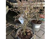 Prunus inc. kojo-no-mai 3 litre pot - image 2