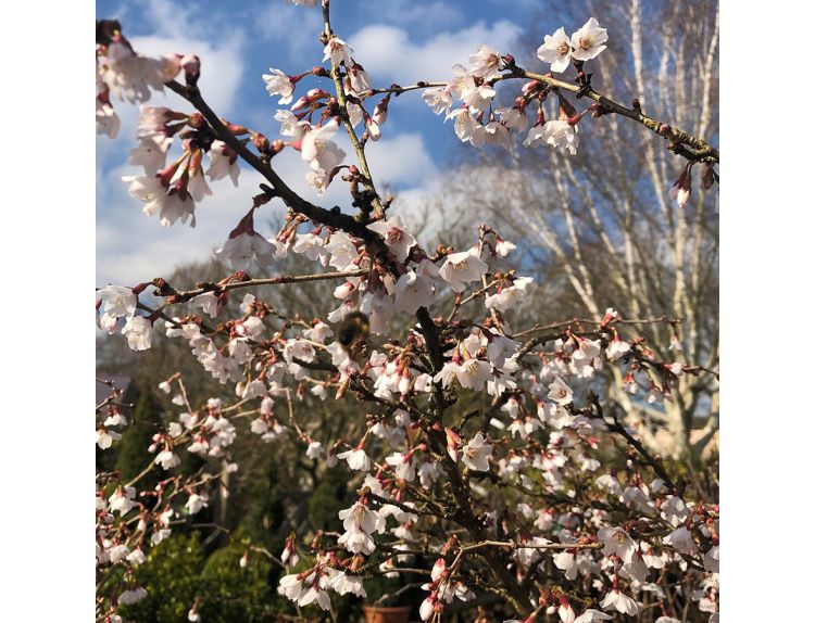 Prunus inc. kojonomai 3 litre pot Knights Garden Centres