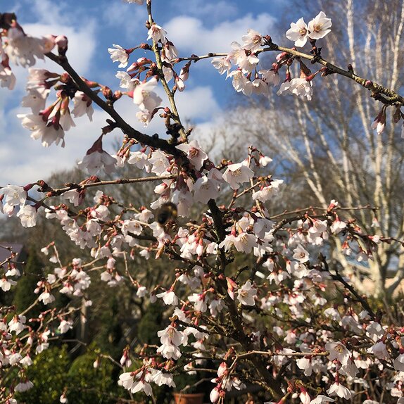 Prunus inc. 'Kojo-No-Mai' 10 litre pot - image 1