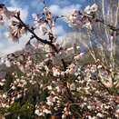 Prunus inc. 'Kojo-No-Mai' 10 litre pot - image 1